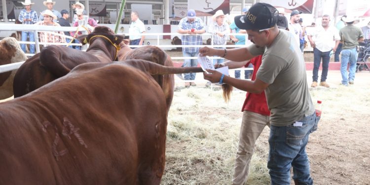 Prepara Desarrollo Rural evento de Mejoramiento Genético 2025
