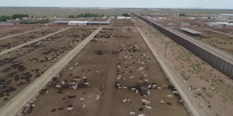 Chihuahua se suma a propuesta de crear cinturones sanitarios para fortalecer la sanidad del ganado