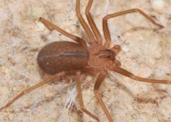 Exhorta SSO a limpiar viviendas para prevenir picaduras de animales ponzoñosos