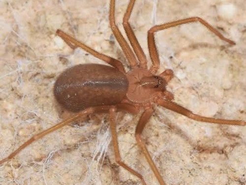 Exhorta SSO a limpiar viviendas para prevenir picaduras de animales ponzoñosos