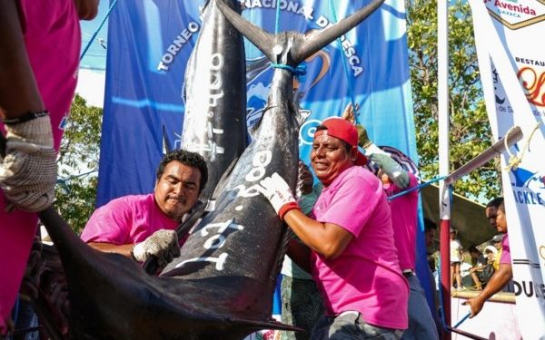 Genera Torneo Internacional de Marlín Huatulco 2025 derrama económica de 78 mdp: Sectur Oaxaca