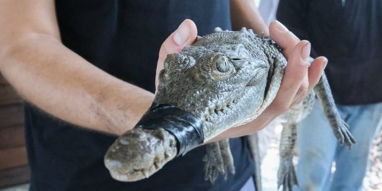 Impulsan educación ambiental en el Parque Estatal Estero El Salado con reforestación y charla sobre cocodrilos