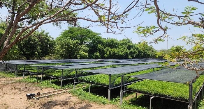 Vivero forestal de El Espinal: ejemplo del compromiso del Gobierno del Estado con la reforestación en Oaxaca