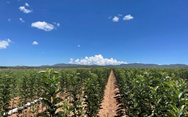 Impulsa SDR la producción de manzanas a través del Vivero Estatal