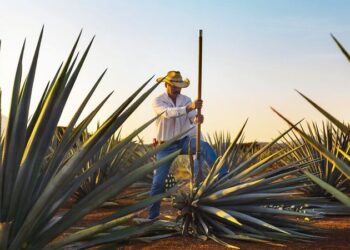 Recibirá Tequila certamen que reconoce las experiencias turísticas más destacadas de México