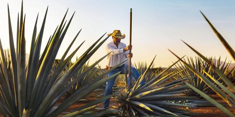 Recibirá Tequila certamen que reconoce las experiencias turísticas más destacadas de México
