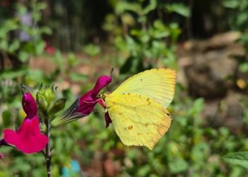 Identifican un acervo de 47 especies de mariposas en el Parque Estatal “Cerro del Fortín”