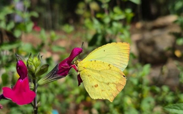 Identifican un acervo de 47 especies de mariposas en el Parque Estatal “Cerro del Fortín”