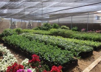 Pone Coesfo en marcha vivero en la nueva Estación de Transferencia de Residuos Sólidos Urbanos