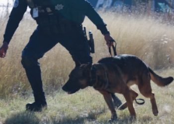 VALIENTES Y LEALES, CON UN OLFATO QUE SALVA VIDAS, ASÍ ES EL GRUPO K9 DE AGUASCALIENTES elemento1.png