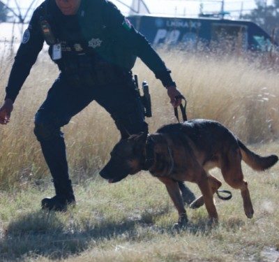 VALIENTES Y LEALES, CON UN OLFATO QUE SALVA VIDAS, ASÍ ES EL GRUPO K9 DE AGUASCALIENTES elemento1.png